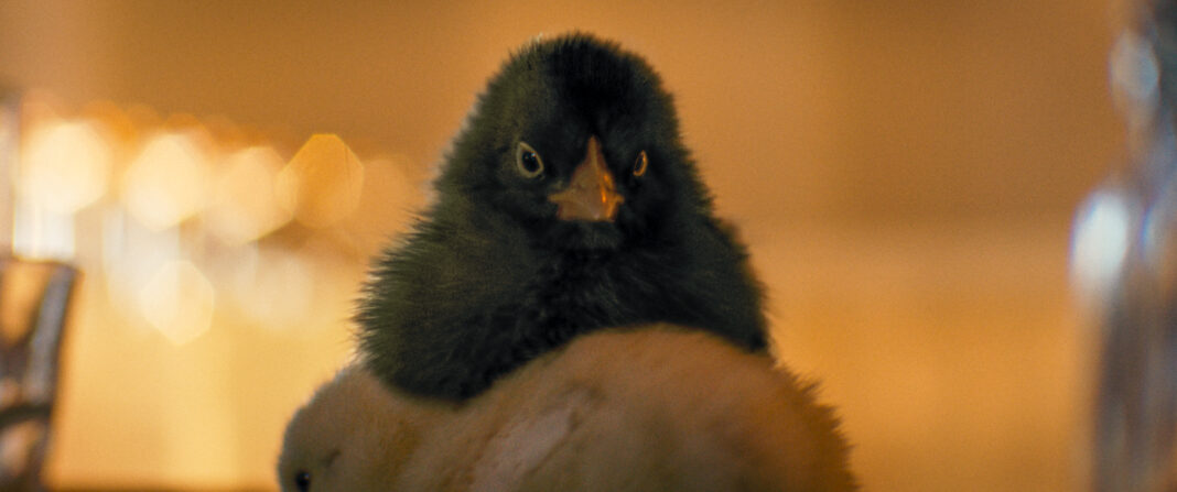 Hen_2