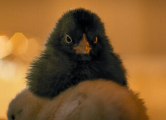 Hen, la gallina che si ribella al suo destino